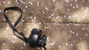 カメラと花びら